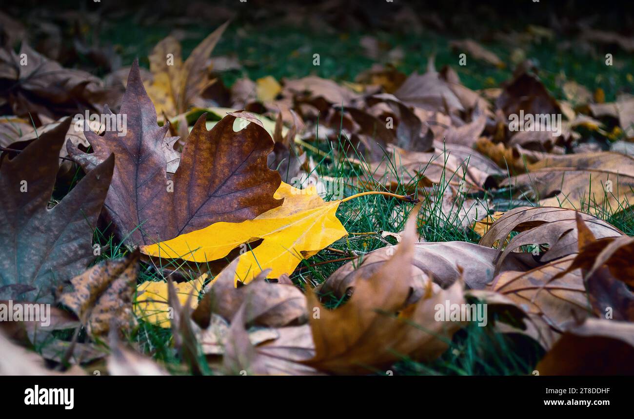 Dry autumn leaves falling in a forest with selective focus. Stock Photo