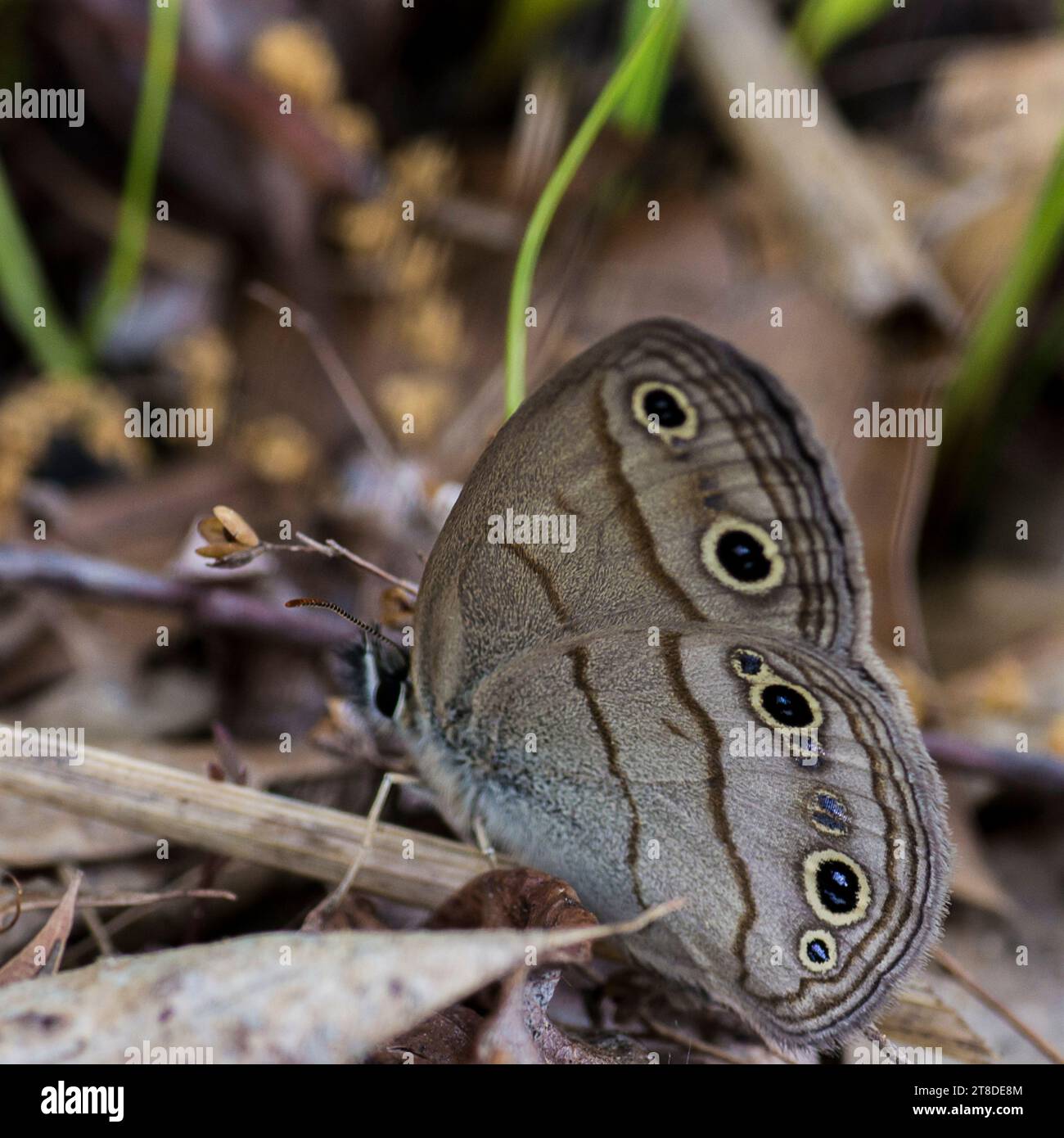 Spotted Sand Color In A Garden Stock Photo