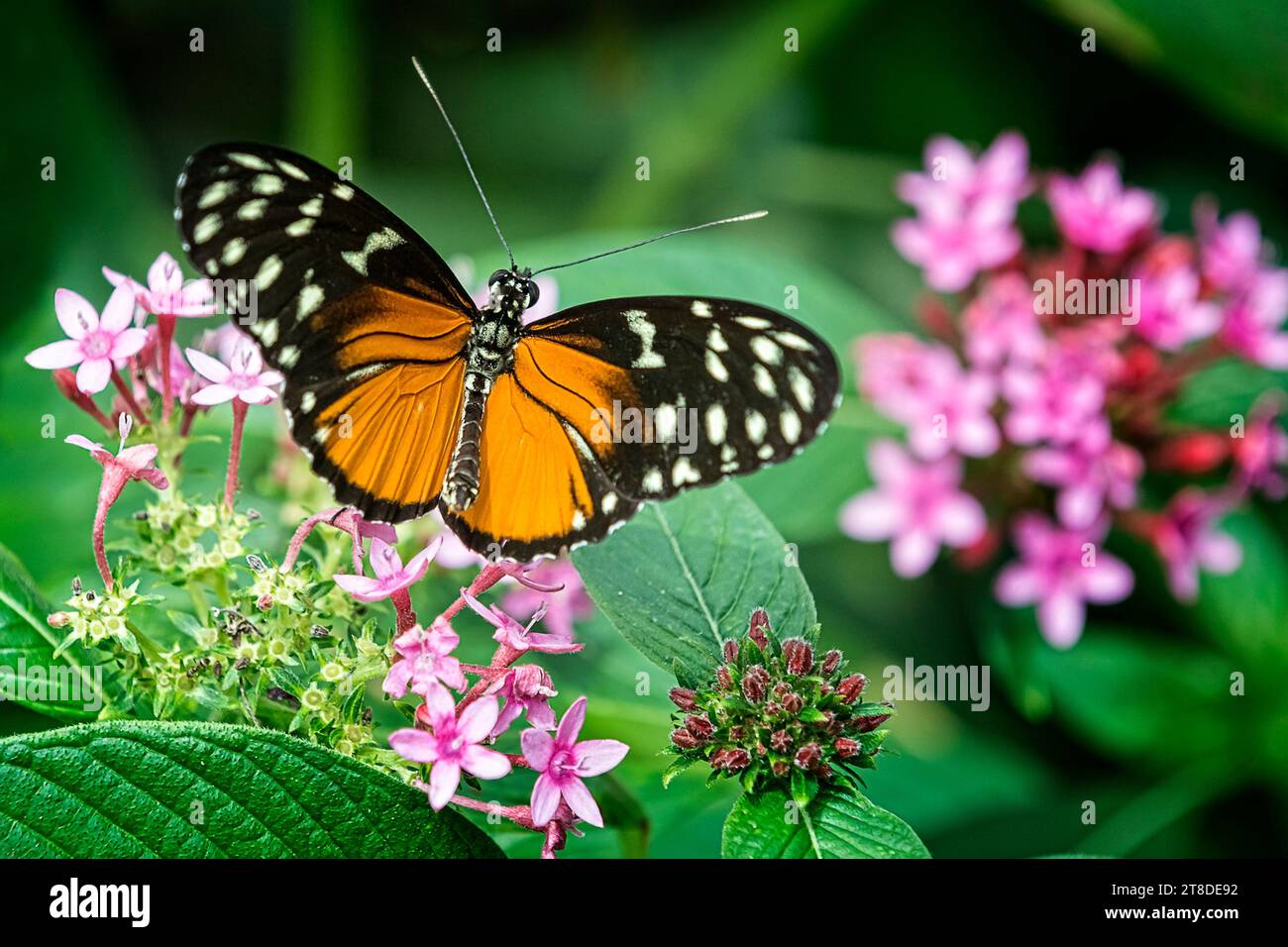 Butterfly in a garden hi-res stock photography and images - Alamy