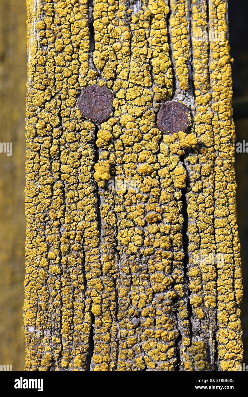 Candelariella vitellina, an eggyolk lichen growing on timber in Finland Stock Photo