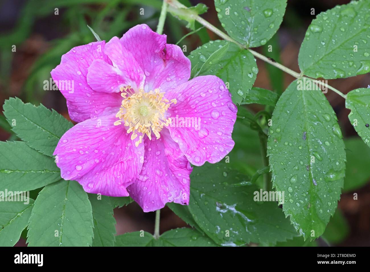 Rosa cinnamomea, also called Rosa majalis, commonly known as Cinnamon Rose, wild flowering plant from Finland Stock Photo