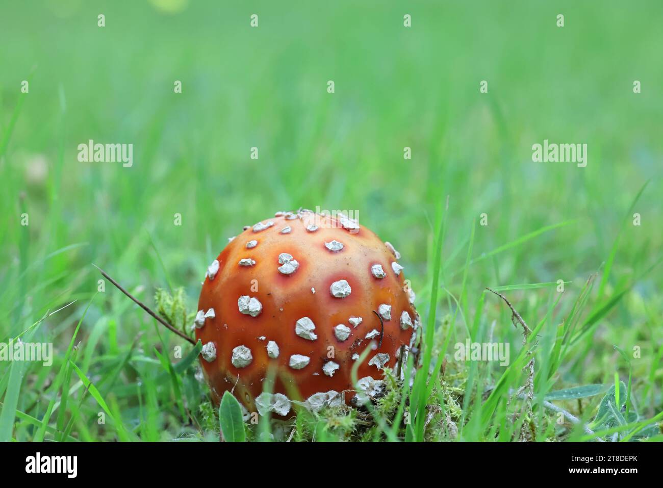 Amanita muscaria, commonly known as the fly agaric or fly amanita, poisonous mushroom from Finland Stock Photo