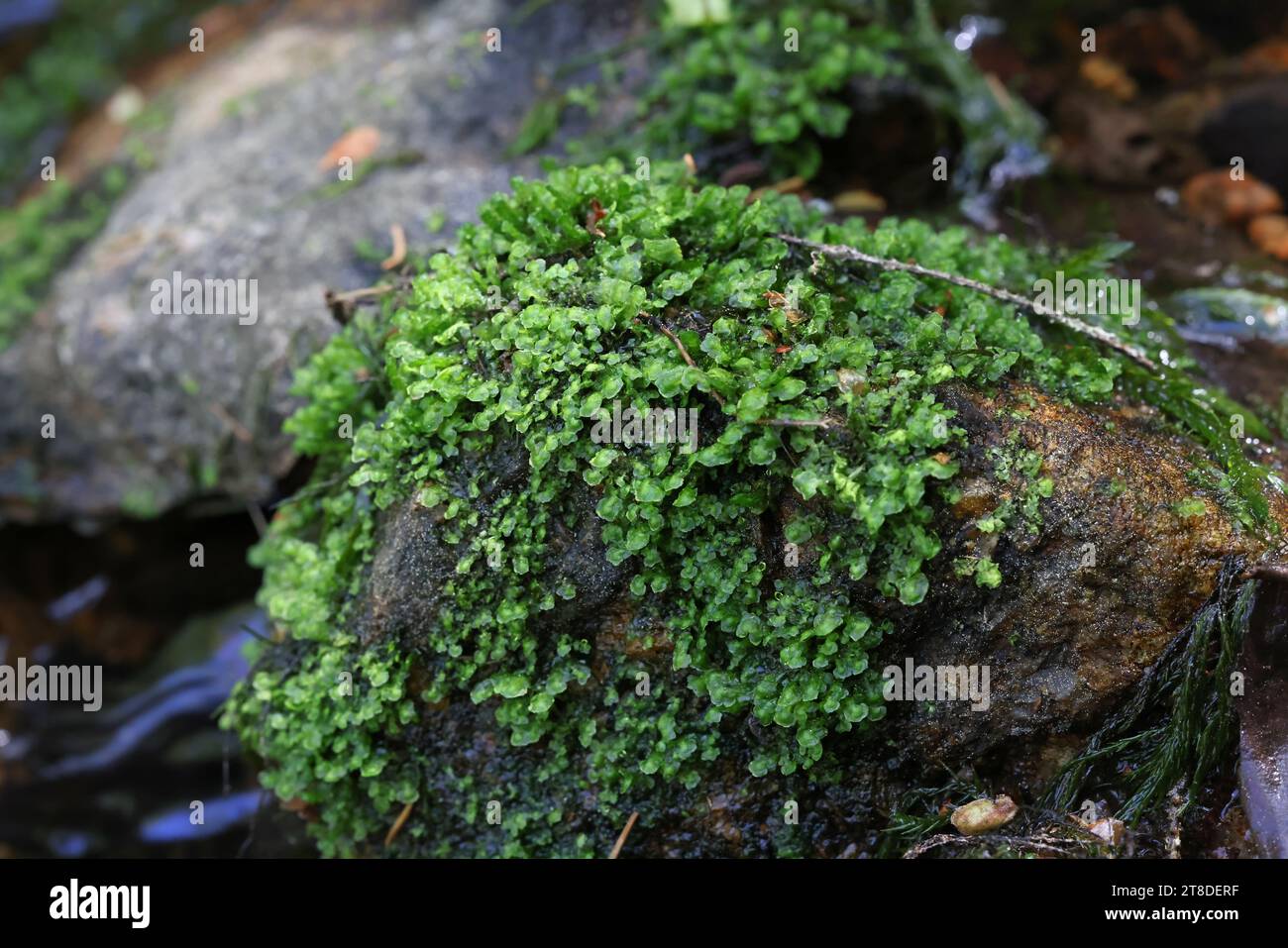 Scapania undulata, commonly known as Water Earwort, a liverwort growing on forest streams in Finland Stock Photo