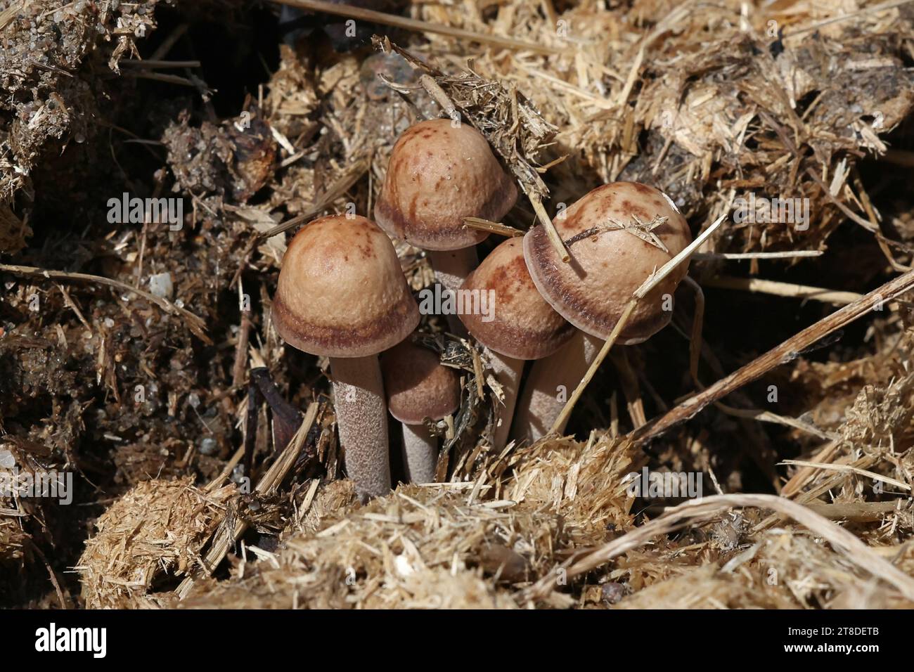 Panaeolus cinctulus, commonly known as the banded mottlegill, weed Panaeolus or subbs, psilocybin mushroom growing on horse dung in Finland Stock Photo