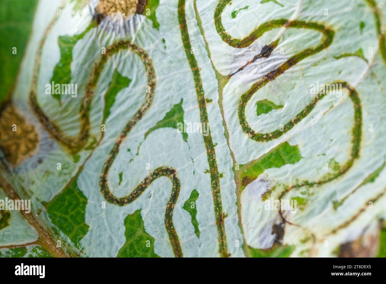 Mine moth caterpillar (Phyllocnistis labyrinthella) on aspen leaf Stock Photo