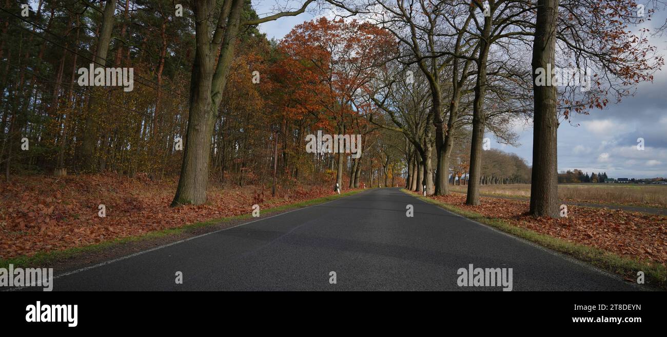 Uckermark GER, Deutschland, 20231119, Herbst in der Uckermark, *** Uckermark GER, Germany. , . Autumn in the Uckermark, Credit: Imago/Alamy Live News Stock Photo