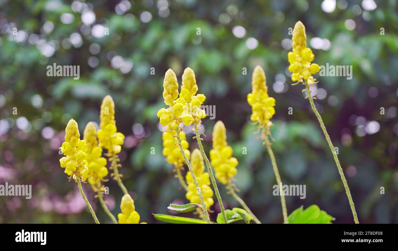 beautiful yellow flowers of Senna alata, Ringworm tree, Ringworm Bush Stock Photo