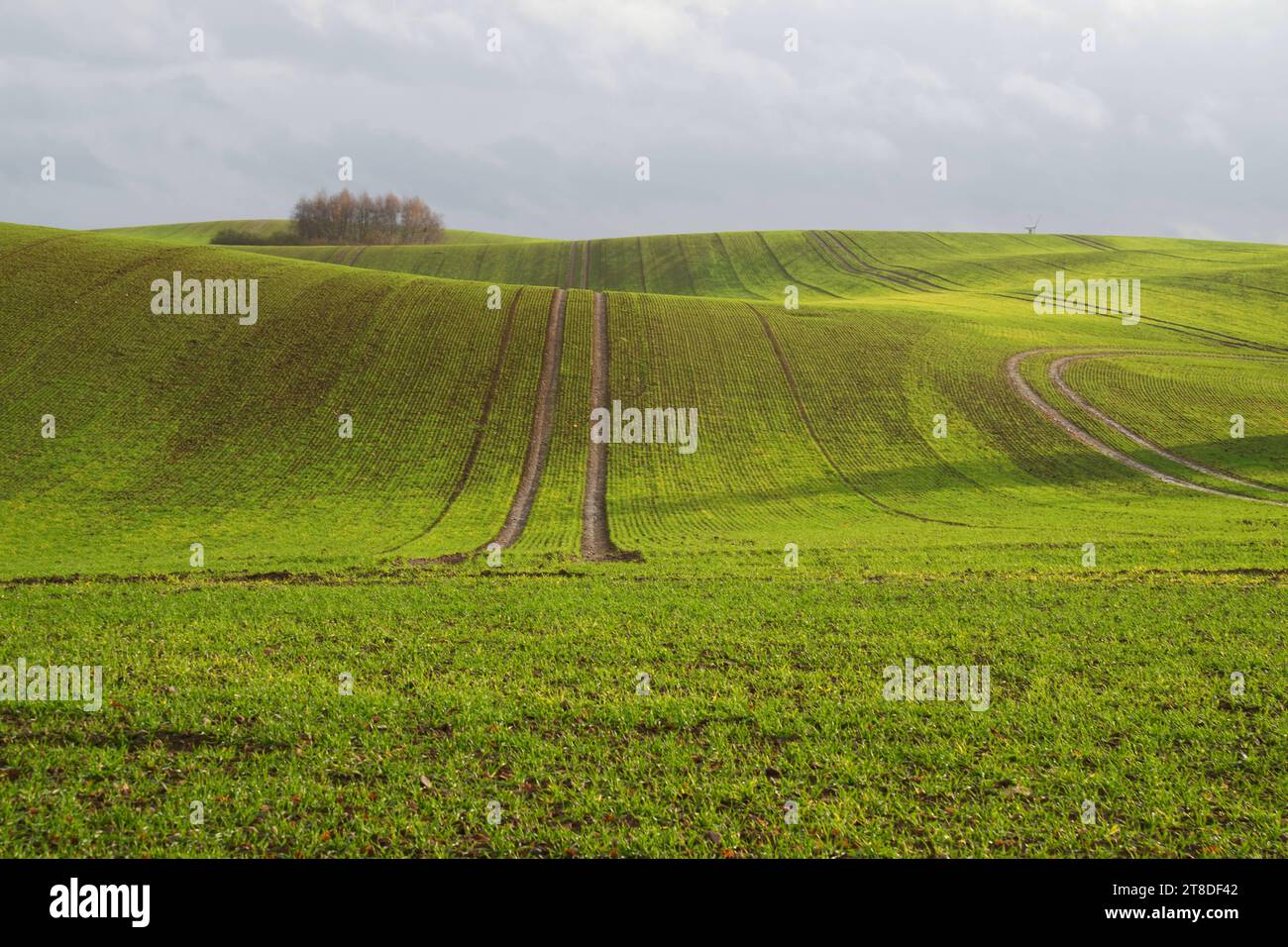 Uckermark GER, Deutschland, 20231119, Landwirtschaft in der Uckermark, Felder *** Uckermark GER, Germany. , . Agriculture in the Uckermark, fields Credit: Imago/Alamy Live News Stock Photo