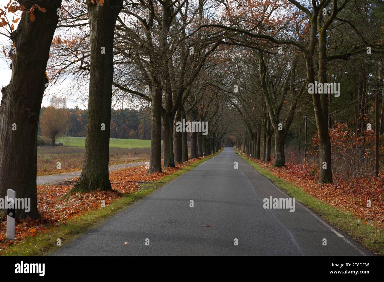 Uckermark GER, Deutschland, 20231119, Herbst in der Uckermark, *** Uckermark GER, Germany. , . Autumn in the Uckermark, Credit: Imago/Alamy Live News Stock Photo