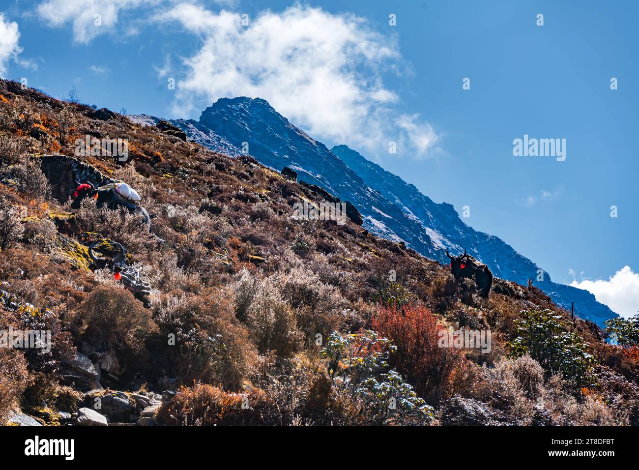Trekking in the Kanchenjunga Conservation Area with dark Cloudy Himalyaan Mountains, Forest, Village Stock Photo