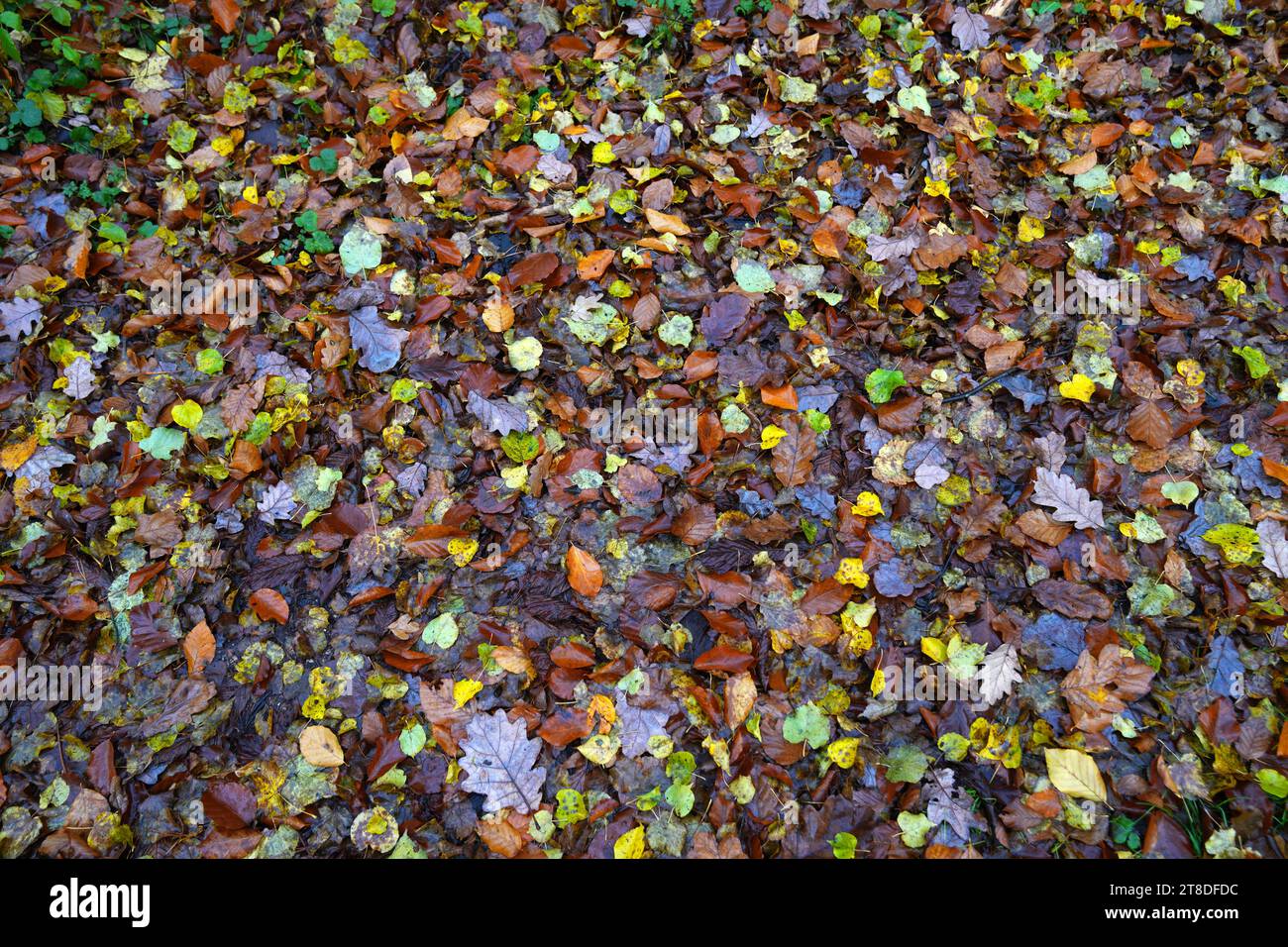 Uckermark GER, Deutschland, 20231119, Herbst in der Uckermark, *** Uckermark GER, Germany. , . Autumn in the Uckermark, Credit: Imago/Alamy Live News Stock Photo