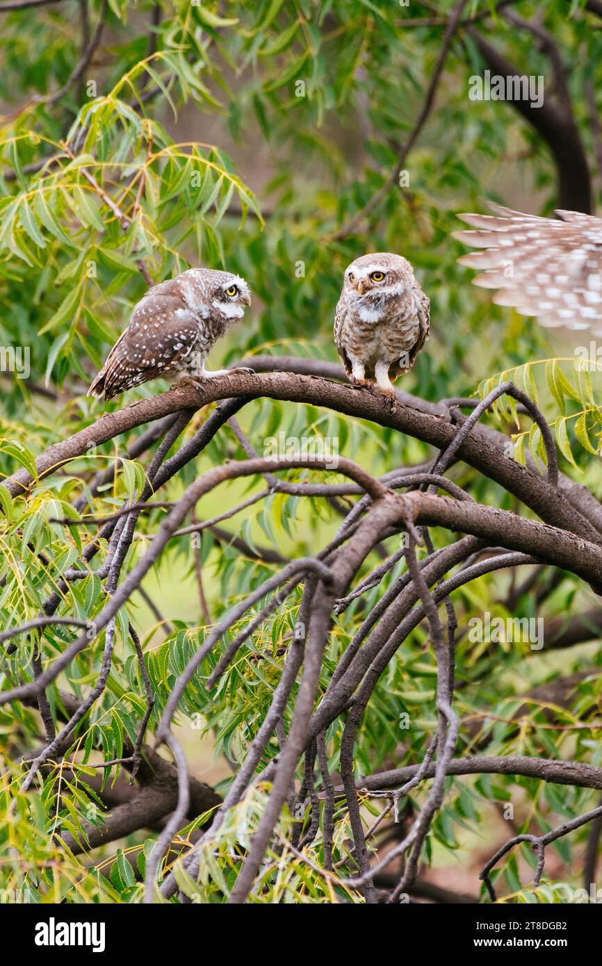 Spotted owlet bird Stock Photo - Alamy