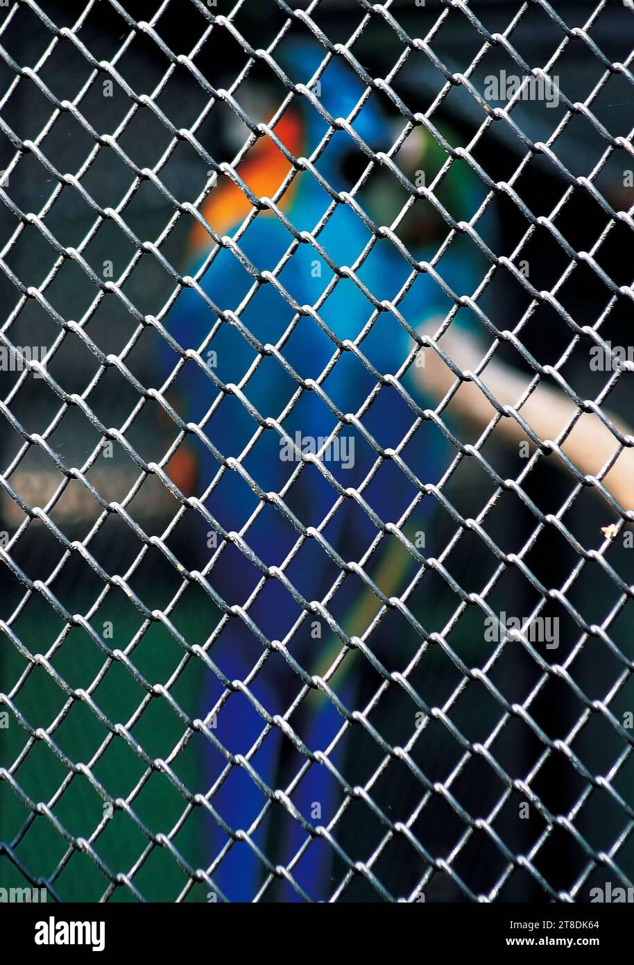 A blue and orange bird perched atop a chainlink fence in a rectangular