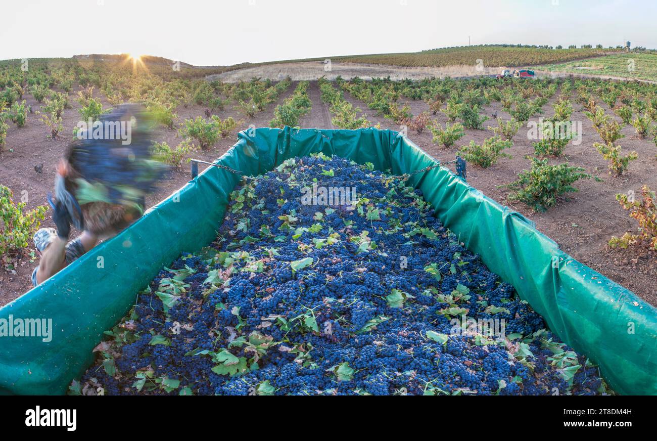 Laborer unloading their  buckets into the trailer. Grape harvest season scene Stock Photo