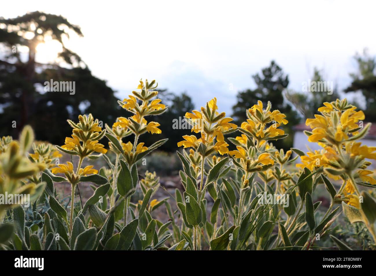 Phlomis Armenia. Yellow flowers in summer. Stock Photo