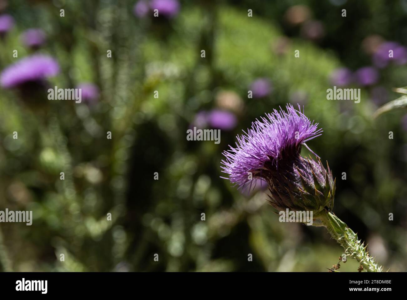 Flowering, purple, thorny Scottish thistles growing in the hillsides of