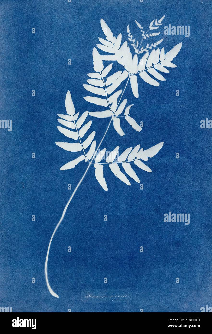 Anna Atkins, Osmunda Rigalis (Australia) fern, cyanotype photogram, 1853-1854 Stock Photo