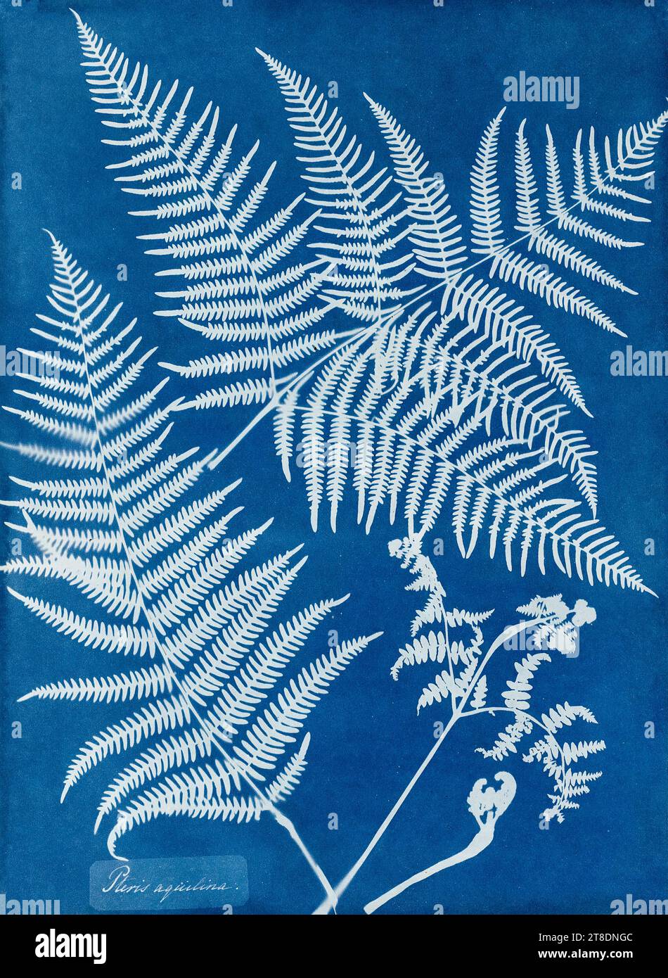 Anna Atkins, Pteris aquilina fern, cyanotype photogram , 1851 Stock Photo