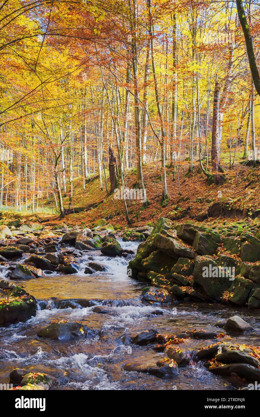 scenery with water stream among the mossy stones and boulders in autumn forest. trees in fall foliage on the shore in morning light. dry sunny weather Stock Photo