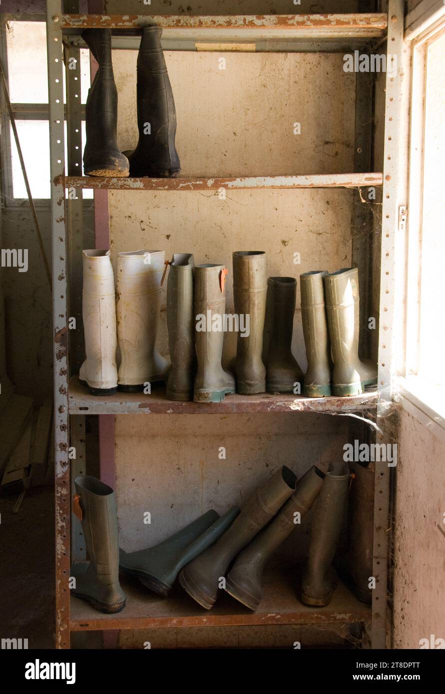 High-leg rubber boots worn by dairy farmers in a milking barn are stored on a metal shelf inside the creamery. Stock Photo