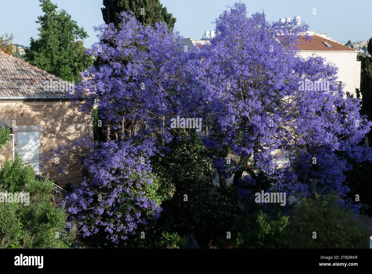 A large, mature jacaranda tree at the height of its spring flowering shows off a healthy crown of violet blossoms. Stock Photo