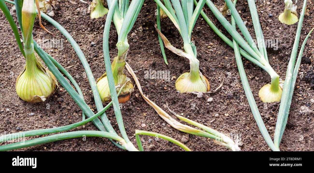 Onion plants row growing on field, close up. Stock Photo