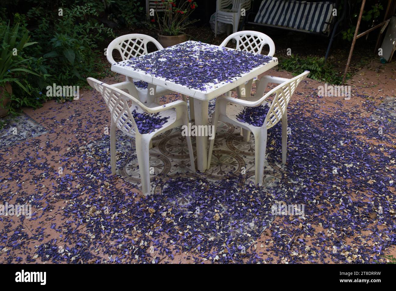 Fallen, violet and purple petals of a jacaranda tree collect on a white plastic table and chairs in a garden in Jerusalem. Stock Photo