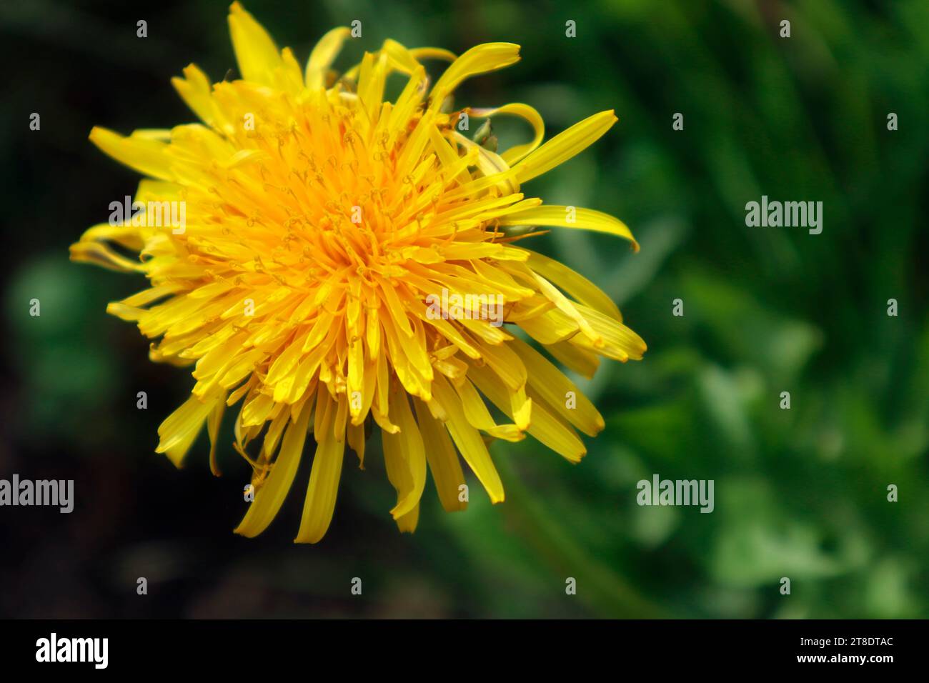 Dandelion flower Stock Photo