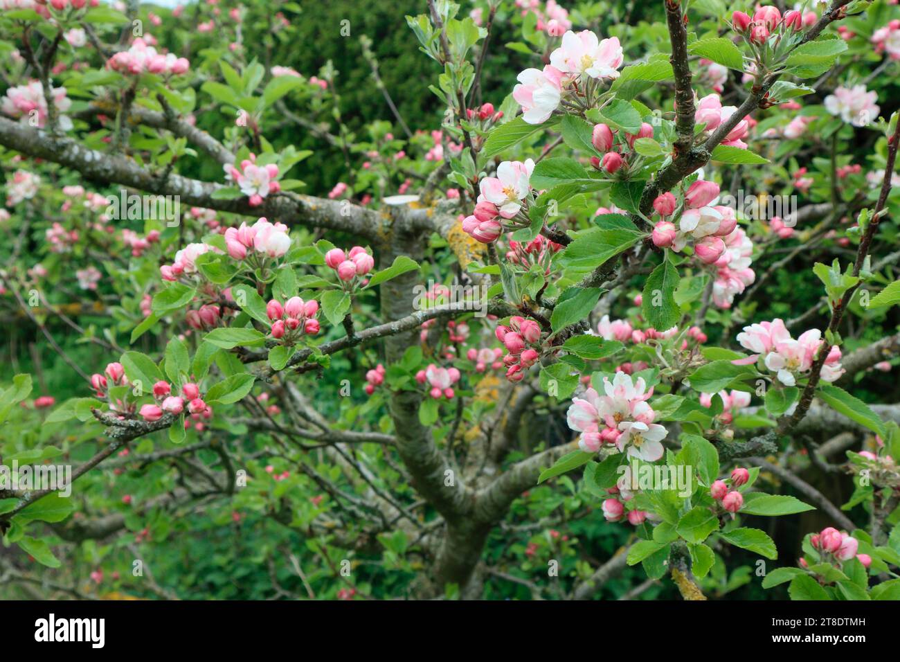Apple blossom Stock Photo