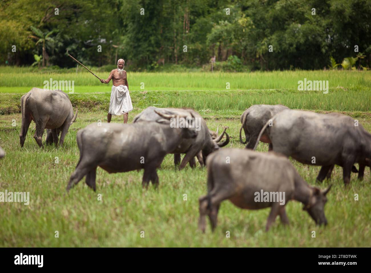 Farming in Bangladesh Stock Photo