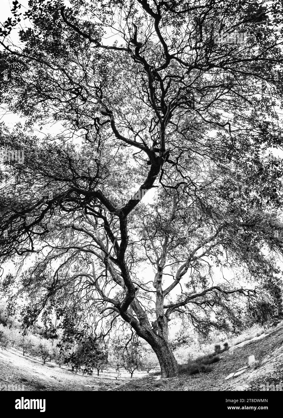 Monumental oak tree in black and white Stock Photo
