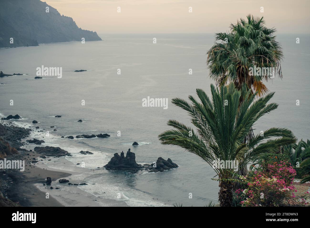 Landscape with palm trees in the north coast of Tenerife Stock Photo