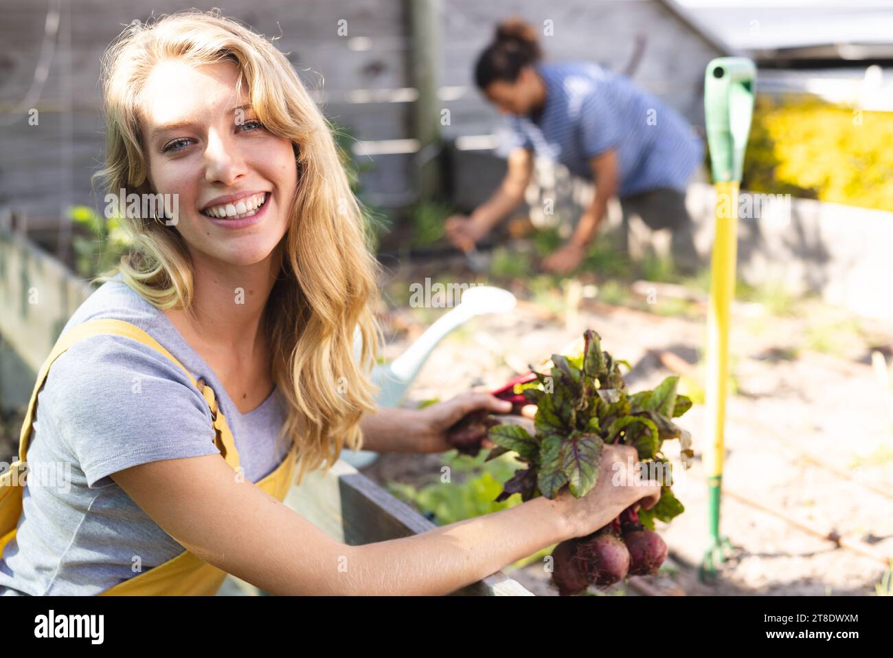 Happy blonde caucasian woman plucking beetroot and smiling in sunny greenhouse Stock Photo