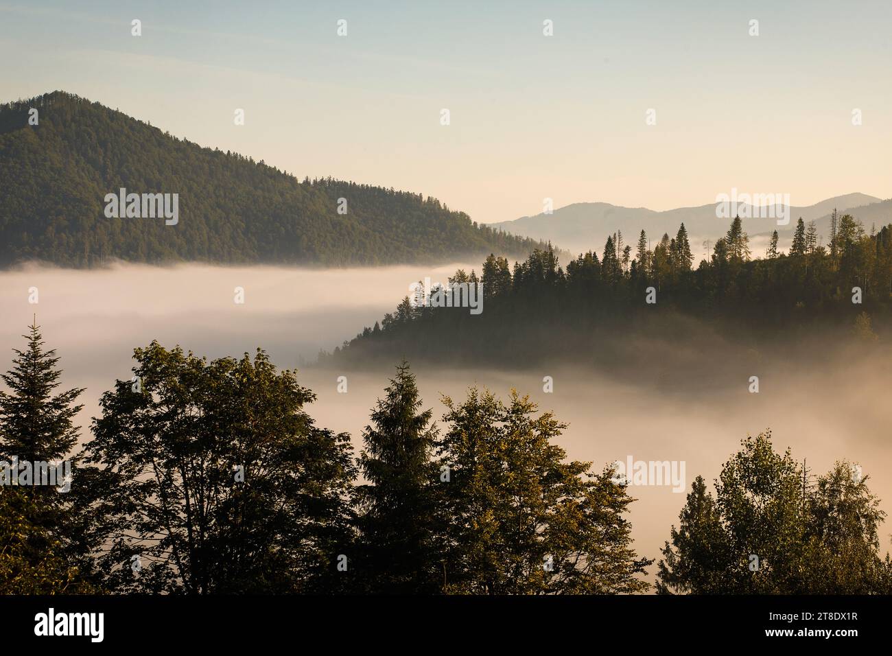 Woods in the morning hi-res stock photography and images - Alamy