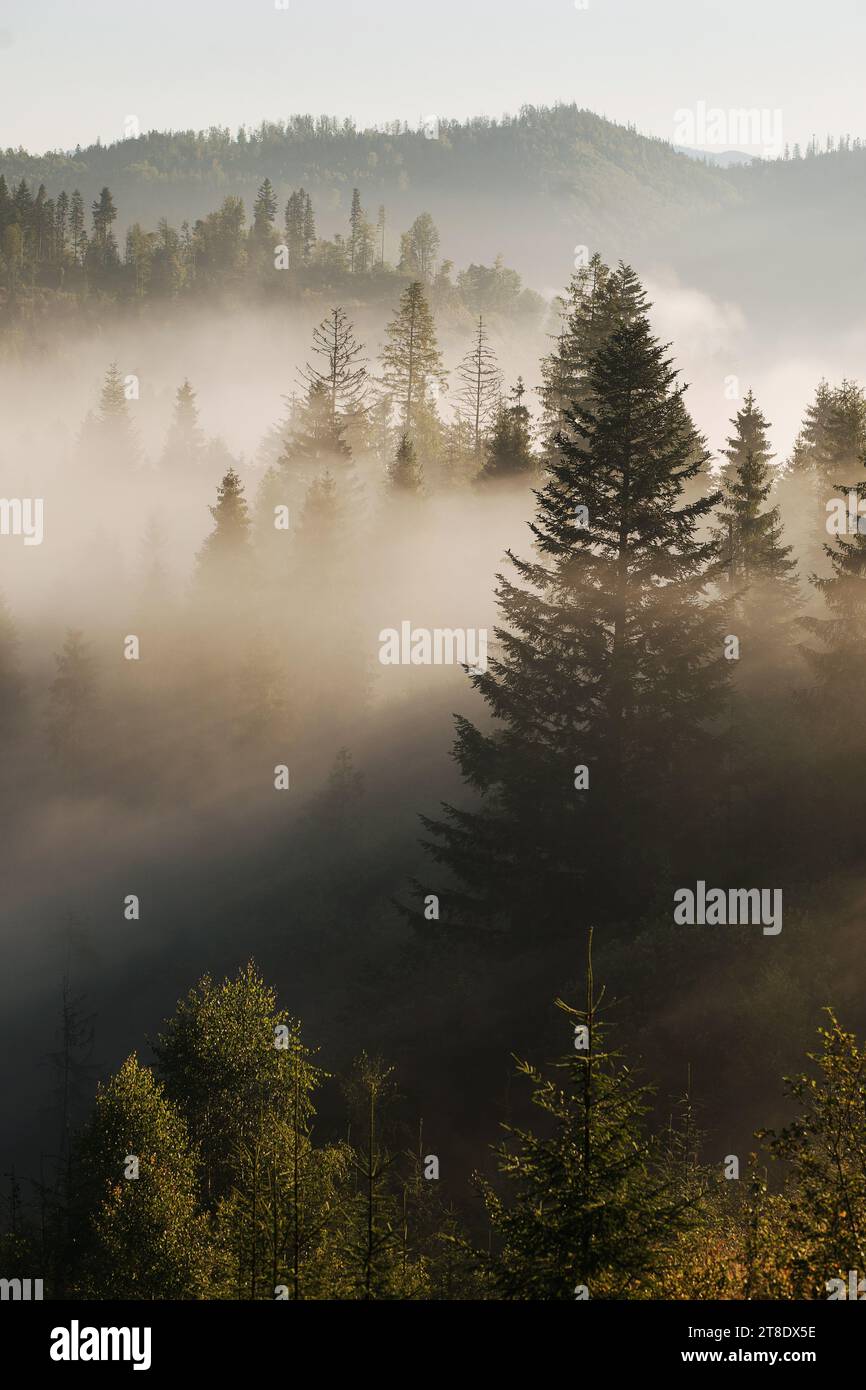 Woods in the morning hi-res stock photography and images - Alamy