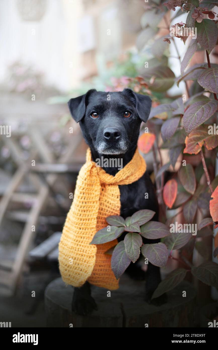 Patterdale terrier portrait. Stopping for a coffee. Stock Photo