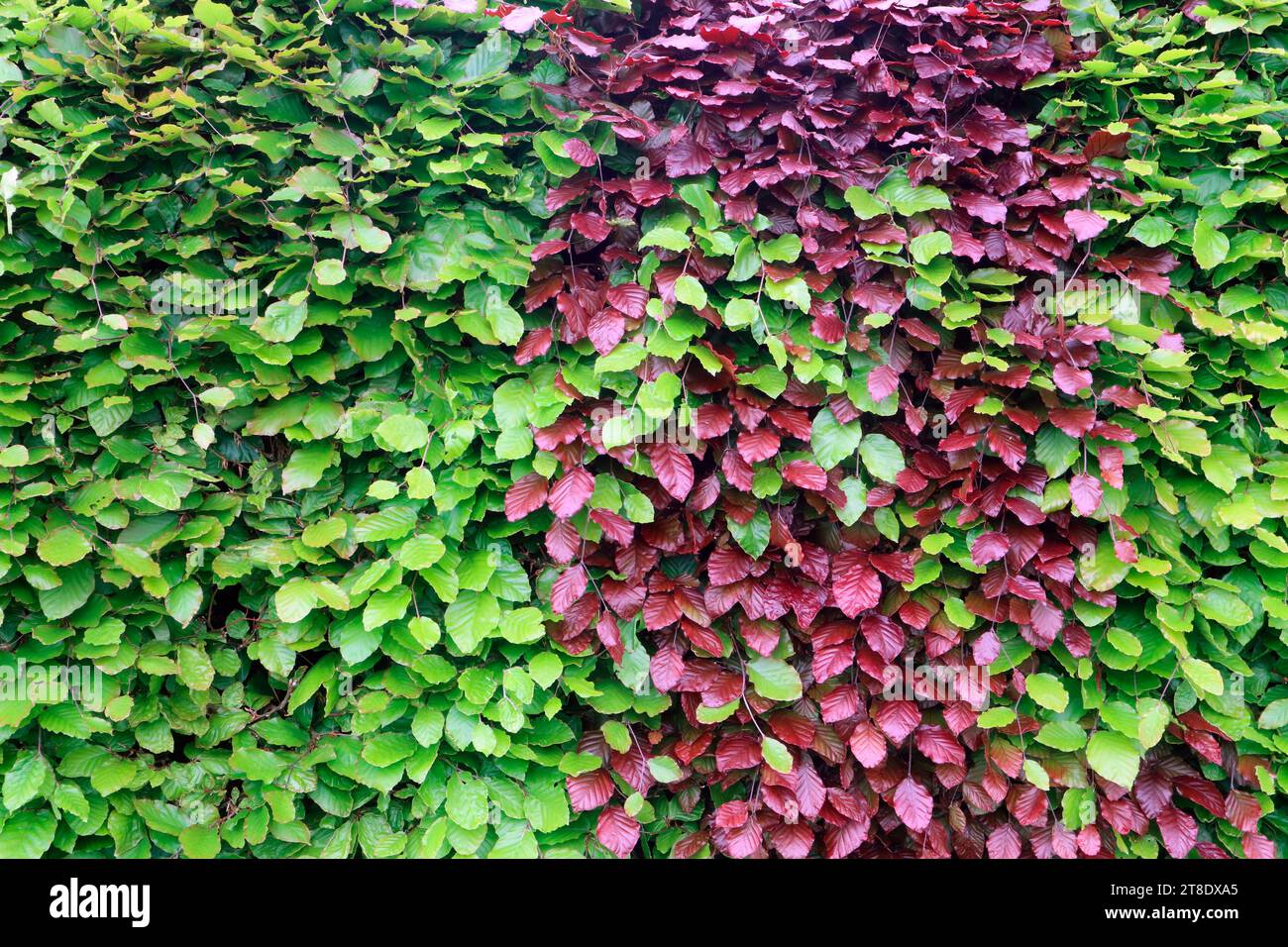 Beech hedge leaves Stock Photo
