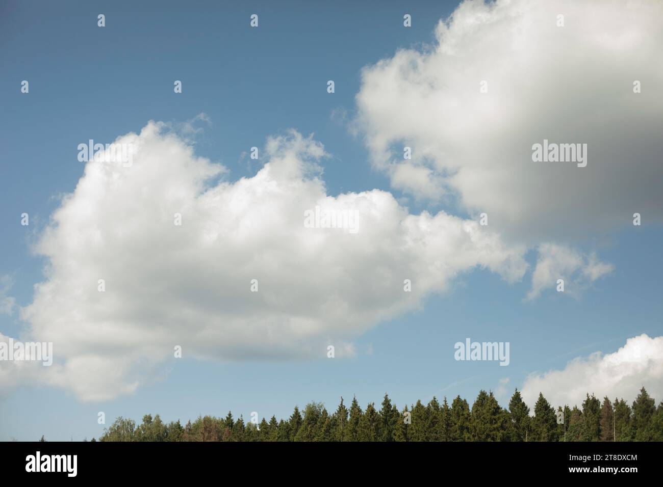 Clouds fly over forest. Spruce forest and sky. Natural landscape. Stock Photo