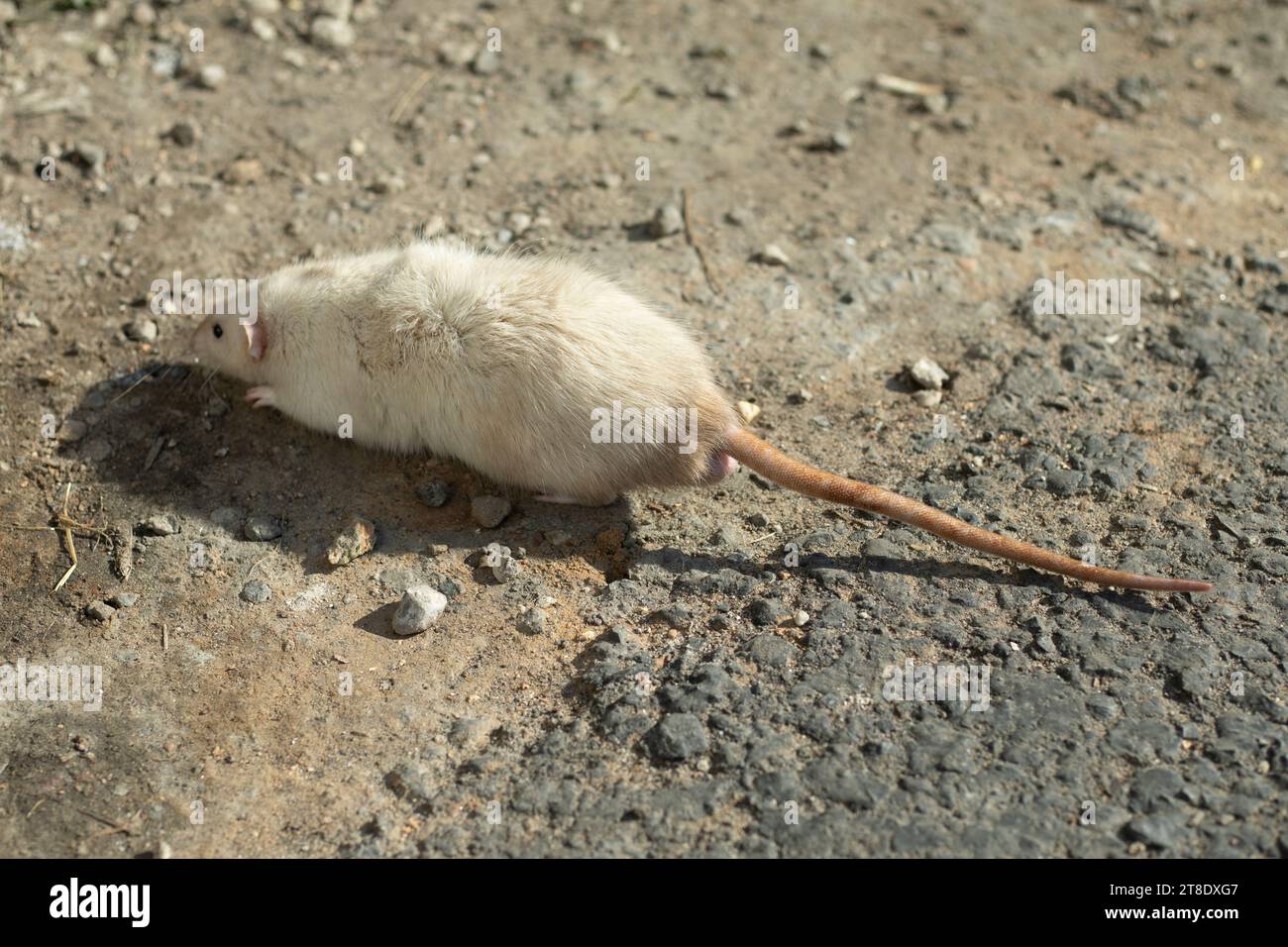 White rat running on asphalt. Rat on the street. The pet ran away. Stock Photo