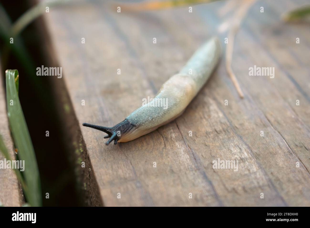Snail on a wooden background. Snail without shell on wooden board. Helix with antenna in the garden. Wildlife, macro. Macro of gastropod. Stock Photo