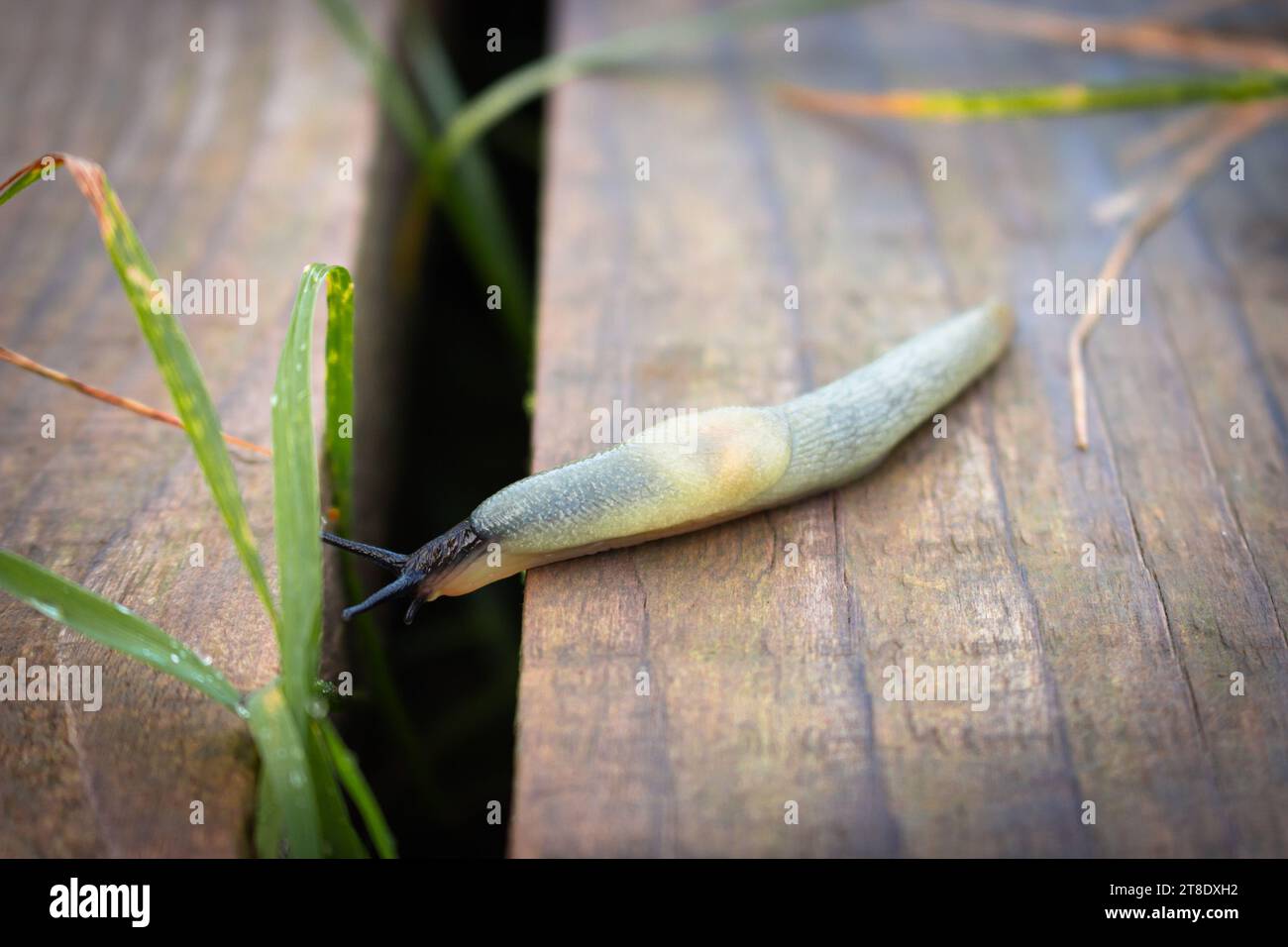 Snail on a wooden background. Snail without shell on wooden board. Helix with antenna in the garden. Wildlife, macro. Macro of gastropod. Stock Photo