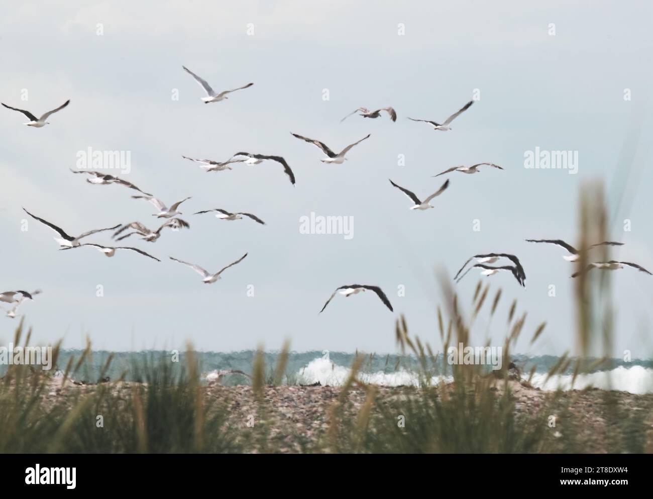 flock of flying seagulls in the dunes over the North Sea Stock Photo ...