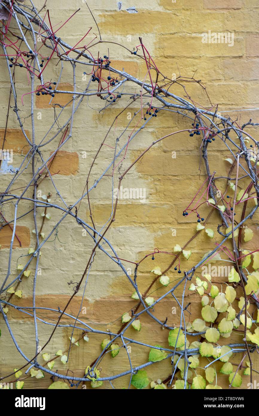 Background with brickwork and climbing plants Stock Photo Alamy