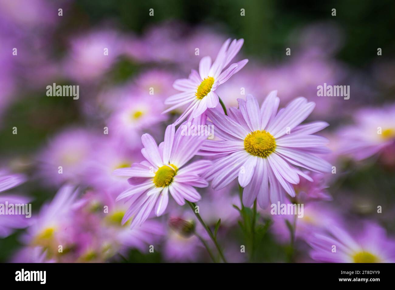 Macro / closeup of purple aster flowers. Stock Photo