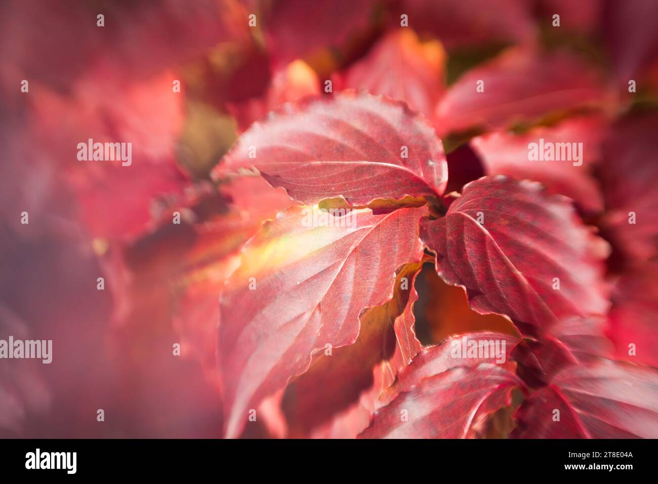 Closeup / macro of vibrant fall leaves. Stock Photo