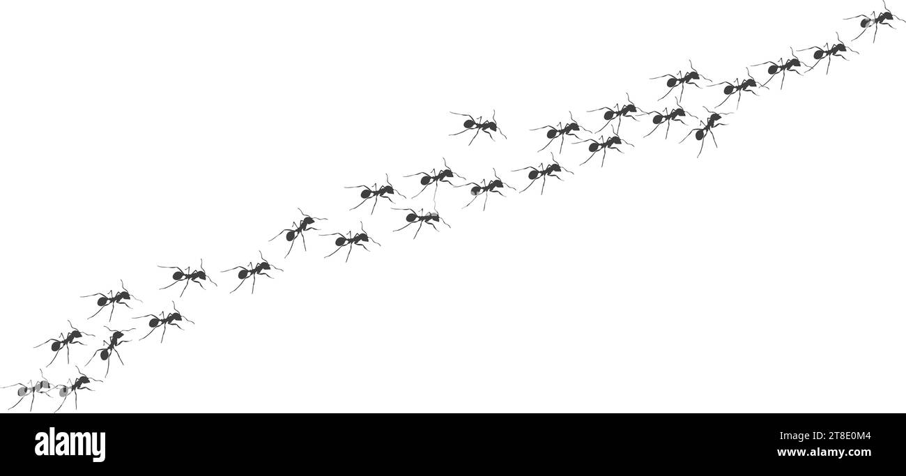 Worker ants trail line flat style design vector illustration isolated on white background. Top view of ants bug road trail marching in the line row. P Stock Vector