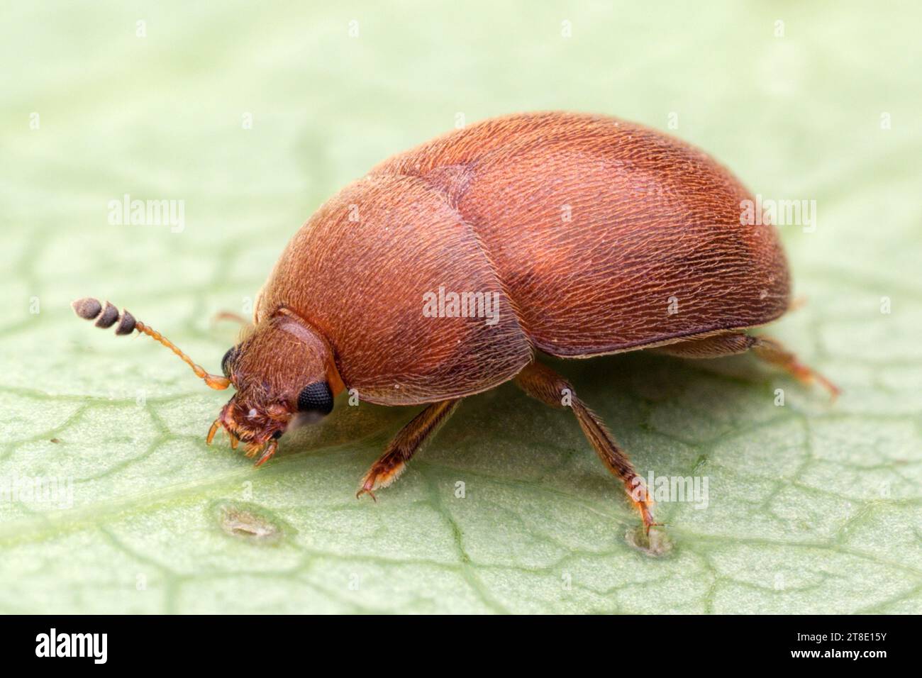 Cychramus luteus beetle at rest on honeysuckle. Tipperary, Ireland Stock Photo