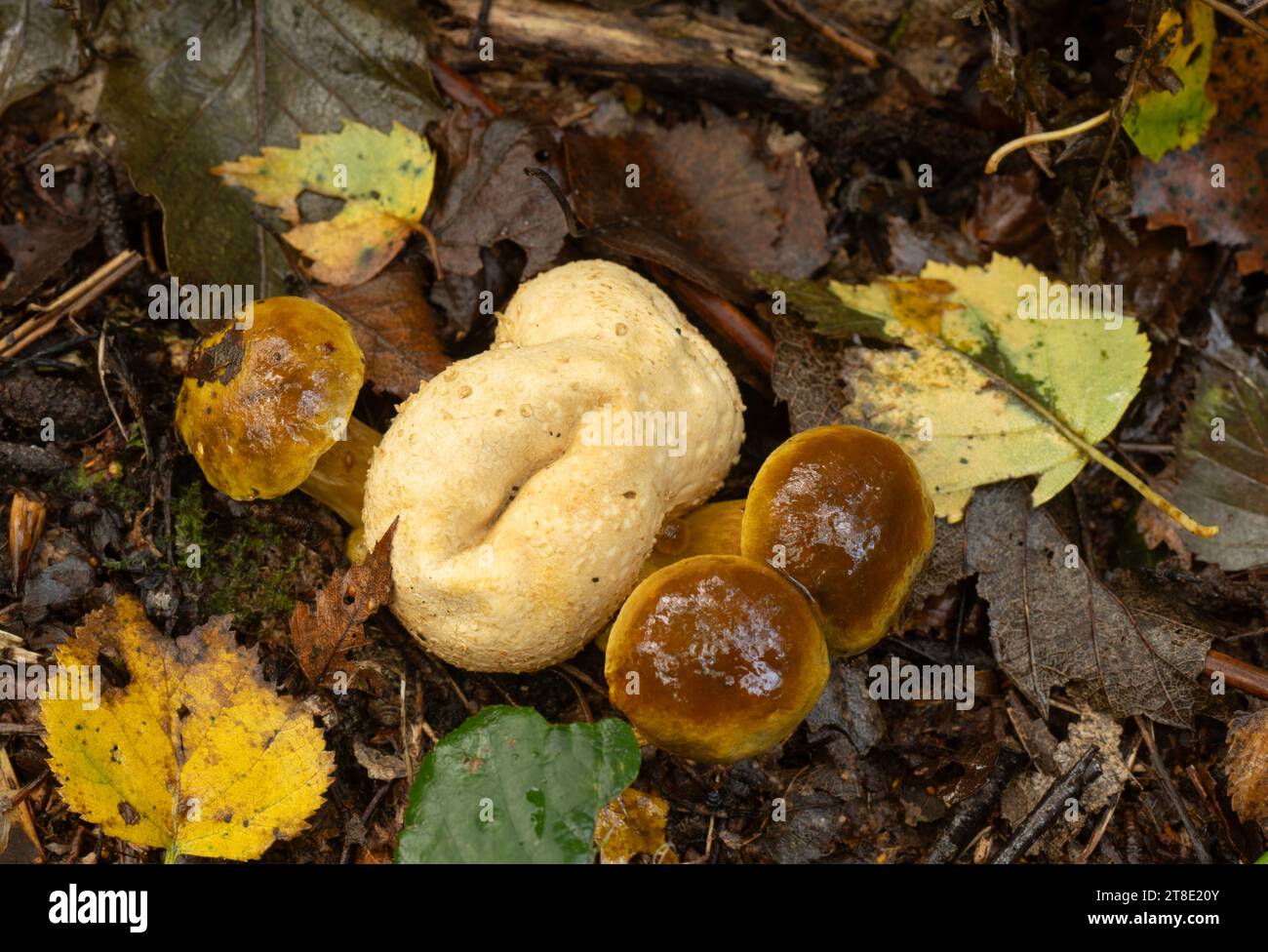 Parasitic Bolete: Pseudoboletus parasiticus. Surrey UK. Parasitic on Earthball fungus: Scleroderma citrinum. Stock Photo