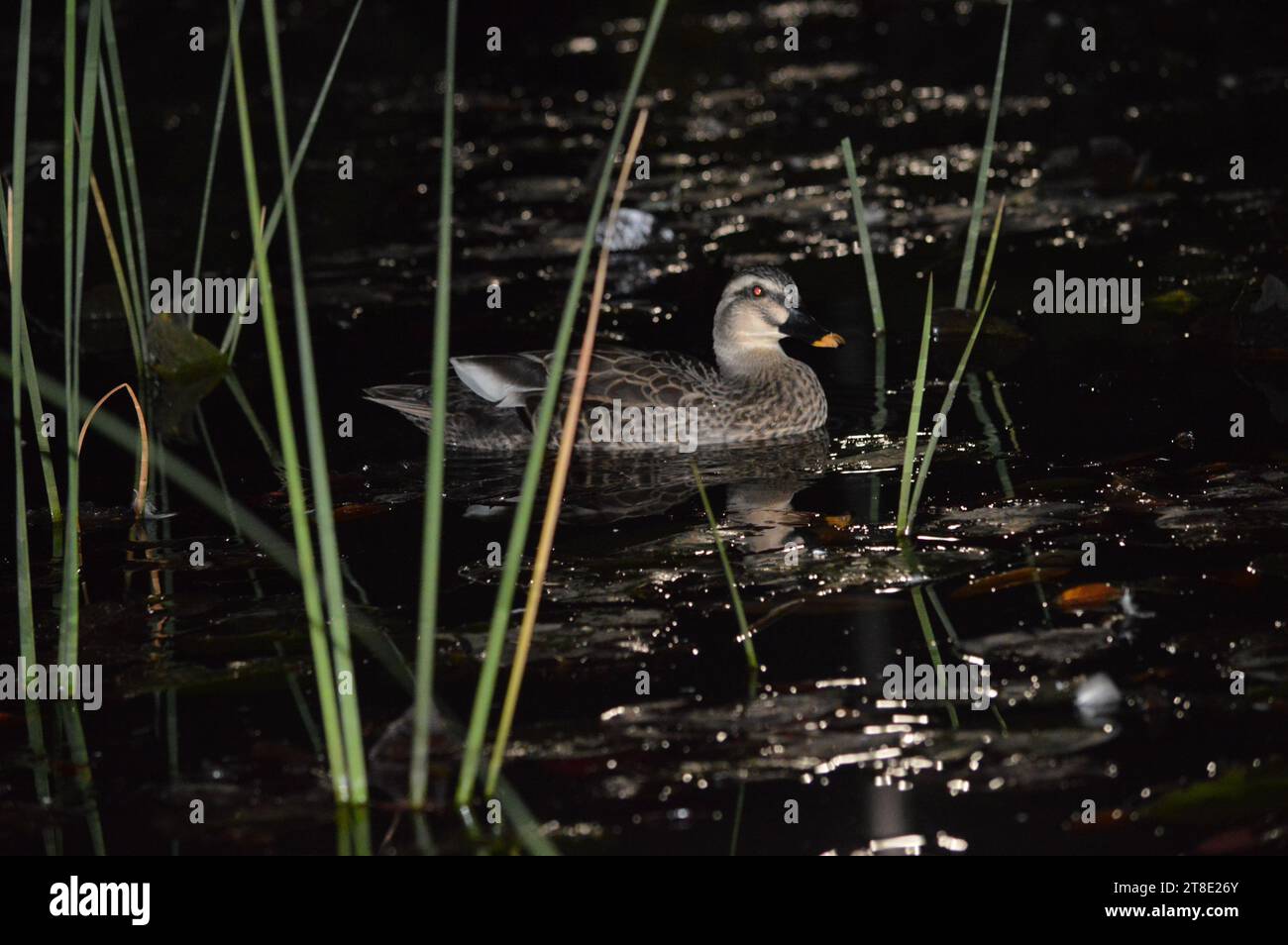 Quacktastic verses quack quest hi-res stock photography and images - Alamy