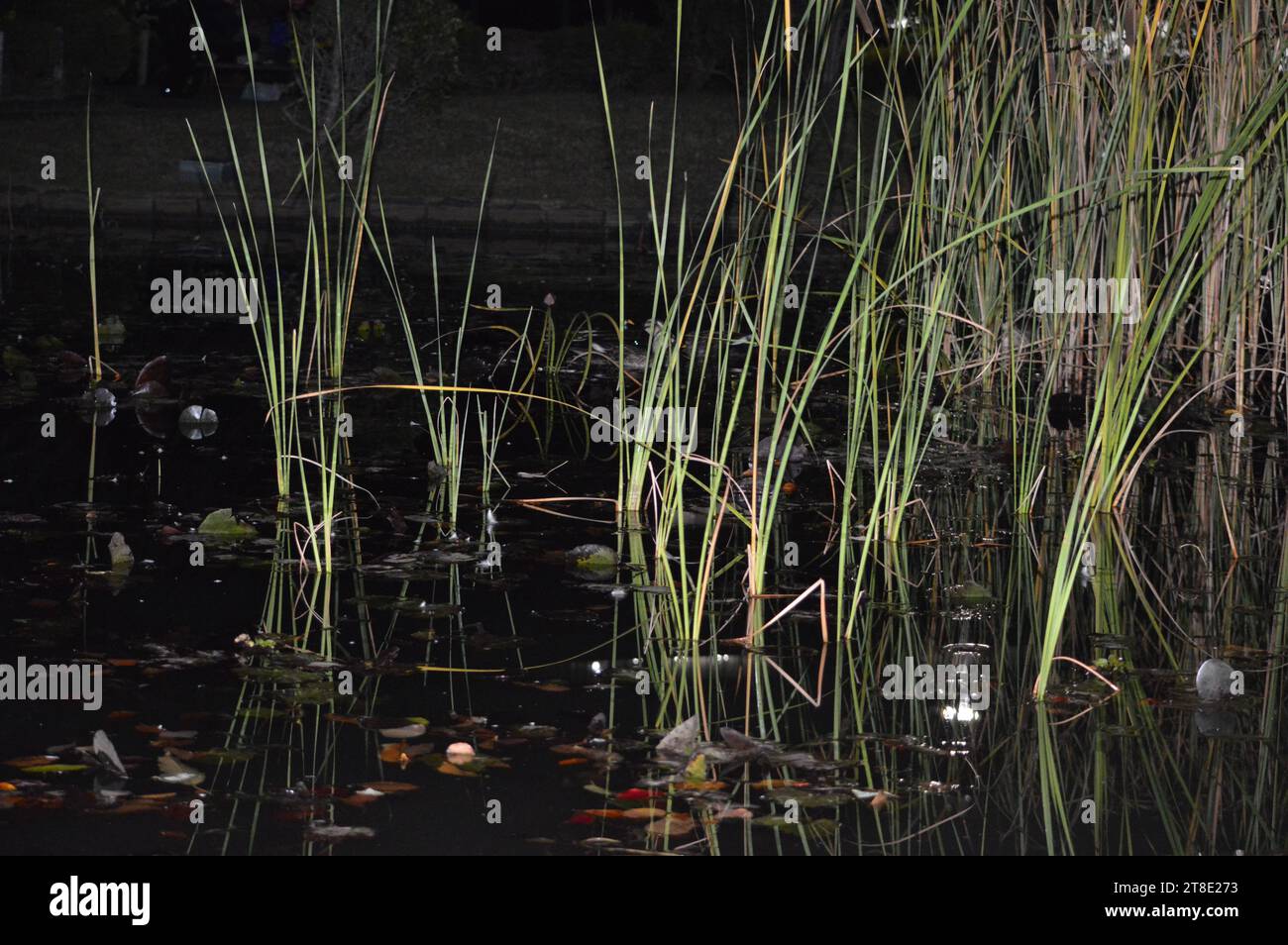 Water ducks are highly proficient swimmers, thanks to their webbed feet